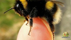 Мохнатый шмель. Он мохнатенький, как ель, на пчелу похо