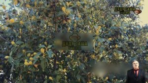 Как вырастить манго дома: пошаговое руководство