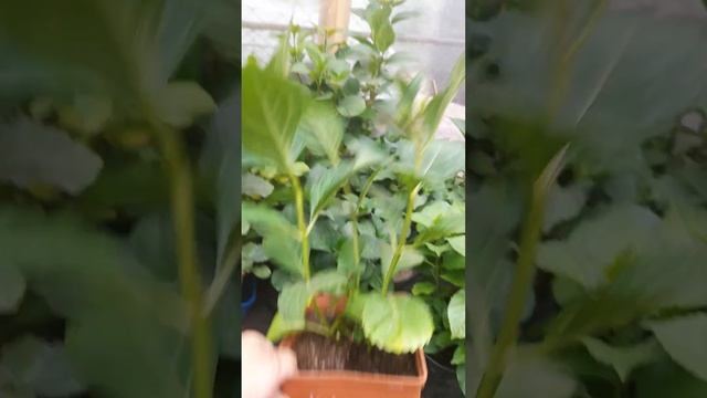 Ремонтантные гортензии смотреть онлайн