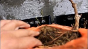 Как сохранить саженцы до весны.  Высадки в грунт.