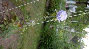 Клематис "Азур Болл" (Azure Ball) - первое цветение в год пос?