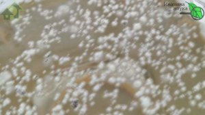 Выращивание Метаризиума от А до Я из закваски Метариз?