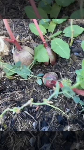 Жизнь в Норвегии после переезда. «Hytta» норвежская дача смотреть онлайн