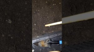 Посадка🏡🌨 семян Голубую Ели🌲в грунт, детально🧐 #х?