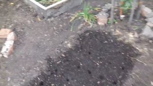 посадка лука под зиму
