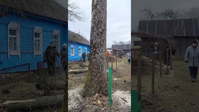 ВАЛКА ДЕРЕВЬЕВ! ПОДБОРКА. Спилить дерево в нужном напр