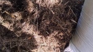 Ферментированные опилки