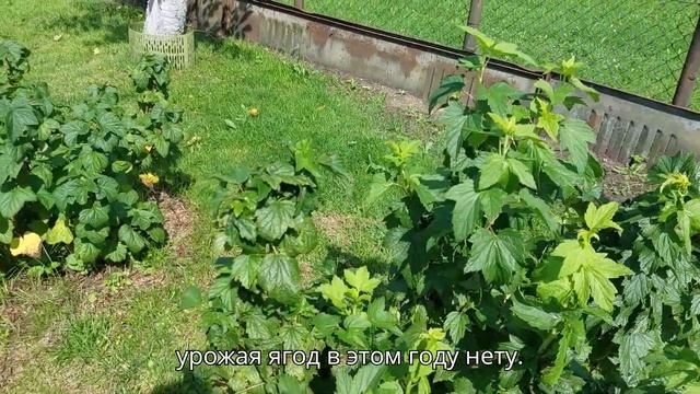 Все мои ягодные кустики смотреть онлайн