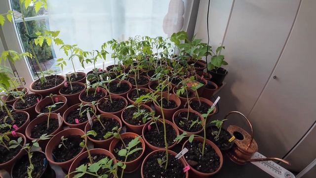 ВОТ ЭТО СЮРПРИЗ!😳ТОМАТЫ ЦВЕТУТ!🌼ЧТО БУДЕТ ДАЛЬШЕ?🤔? смотреть онлайн