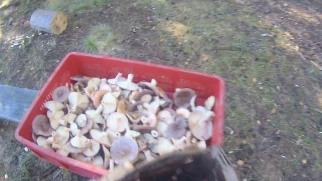 ГРИБЫГРИБЫ кругом грибы!!!