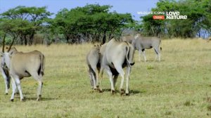 Герои дикой природы. 1-сезон, 1-серия. Жизнь саванны.
