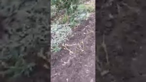 Обзор на яблоки АМБРОЗИЯ в Украине