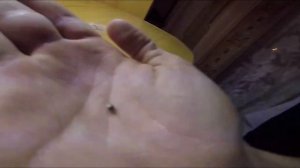 Проращивание семян Марихуаны в домашних условиях 🌲