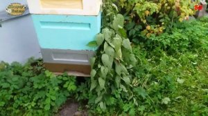 как бороться с воровством на пасеке