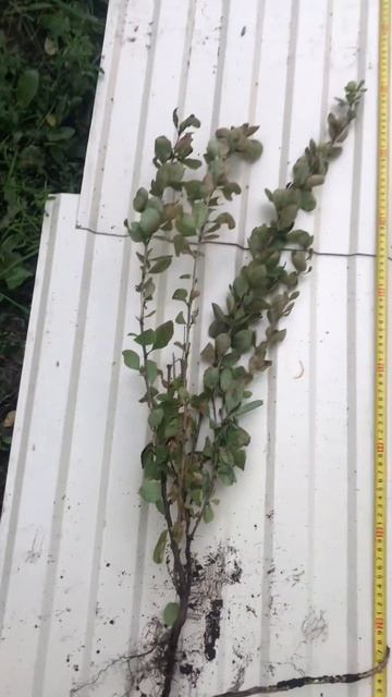 29 августа 2024 г. смотреть онлайн