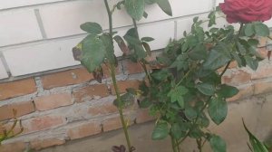 Розы флорибунда цветут в октябре.