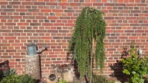 У меня в гостях Оксана Айслер 🥰 Советы для сада 🌿 рек