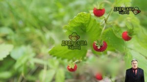 Вся правда о малине Гусар: стоит ли выращивать?