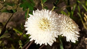 хризантема УМКА корейская махровая