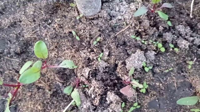 Как уничтожить медведку смотреть онлайн