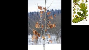 Определение пород деревьев