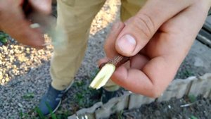 Прививка улучшенной копулировкой и в расщеп на приме?