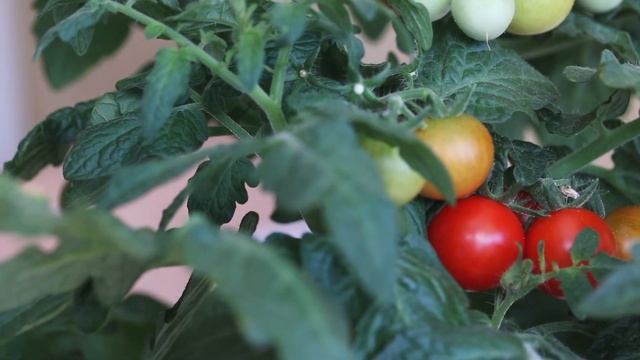 7 ошибок, которые убивают ваш урожай помидоров! Вы точн смотреть онлайн