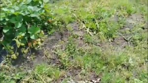 Сорт клубники Крапо 10.