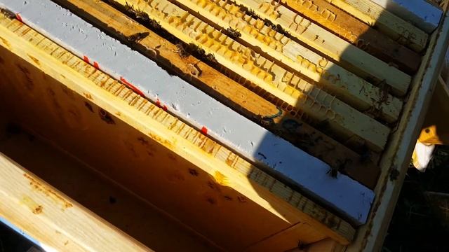 ПЕРВЫЕ ШАГИ НАЧИНАЮЩЕГО ПЧЕЛОВОДА 19 СЕРИЯ смотреть онлайн