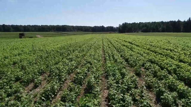 Видео садовый питомник "Прессинг" 01 августа 2018 г. смотреть онлайн