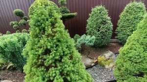 Прогулка по саду. Топиарные формы хвойных растений.