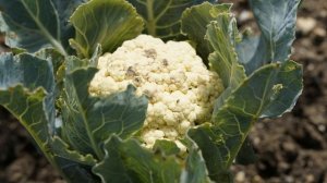Как правильно выращивать цветную капусту?