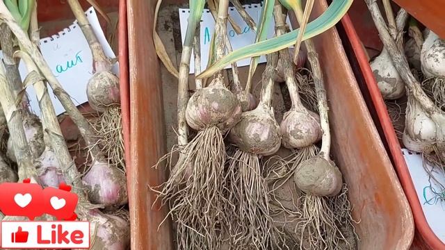 Чеснок: Лечение Простуды, Сердца и Другие Свойства 🧄 A смотреть онлайн