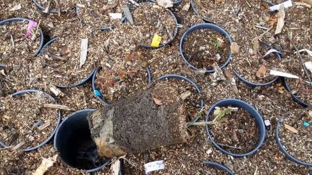 Зачем коротко обрезать розы первого года посадки. Пит?