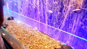 Ейск.АКУЛИЙ РИФ