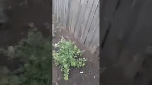 Татьянин дом 🏡Хроника домашнее видео Лето 2018 .Мой сад смотреть онлайн