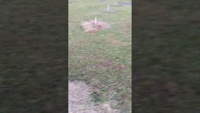 Фундук вместо картошки!🌰 Централ ная Удмуртия. смотреть онлайн