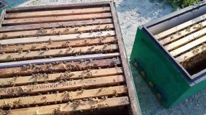 Изоляция матки по Каленову в изоляторе Хмары в сильно?