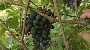 Обзор новинок винограда с участка Калугина Виктора Ми