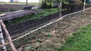 Посадка огурцов в открытый грунт. Мой метод выращиван?