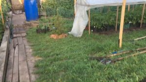 перекопали участок с сидератом рожь для томатов // сос?