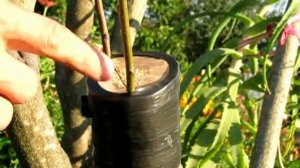 Прививка яблони на калину - эксперимент (30.08.12)-неудача