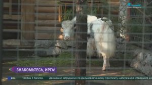 Тибетский як - новый житель Ленинградского зоопарка