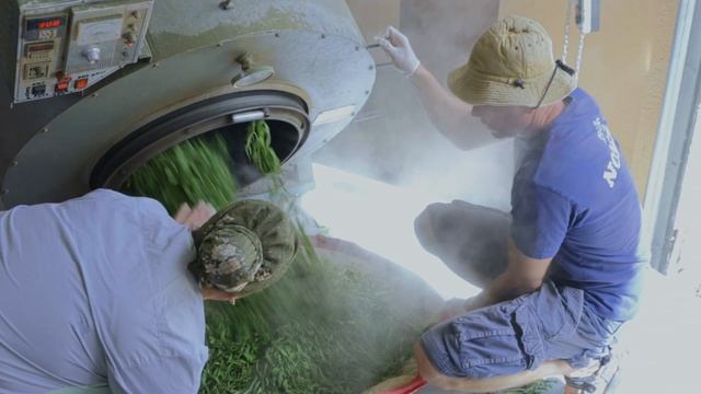 Чай зелёный из кипрея (Иван-чая) NOMAD ™ смотреть онлайн