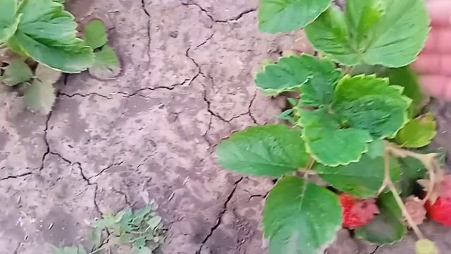 сорт клубники. Хуми Гранде. особености сорта. смотреть онлайн