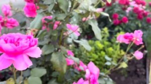 Роза «ПАРАД» (Parade) Плетистая флорибунда #rose #Parade Лучшая