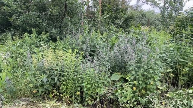 Аккумуляторный триммер, за приемлемую цену. Триммер fen смотреть онлайн