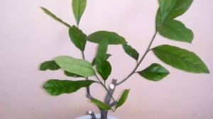 Мандарин  из косточки (реанимация)