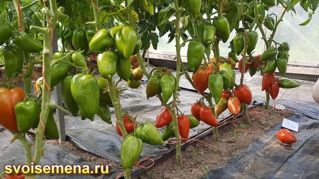Проверенный сорт томатов - Гном Пятнистый каменный ру?