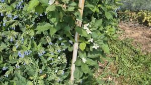 Ежевика без шипов  Бжезина в подмосковье цветение 2025